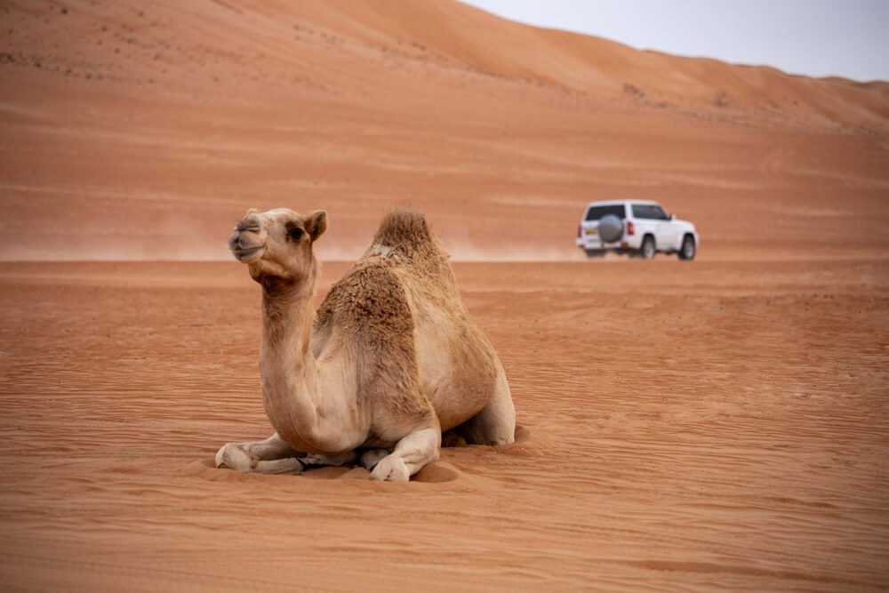 Passeggiata in cammello durante un'escursione 4x4 nel deserto di Merzouga